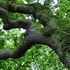 uralte Eiche im 